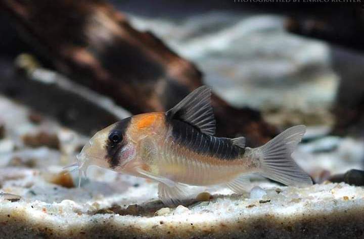 Kirys: Kirysek ciemnogrzbiety Corydoras duplicareus