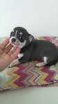 Chihuahua fêmea linda
