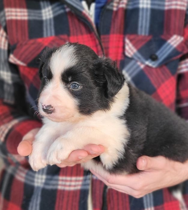Border Collie suczka
