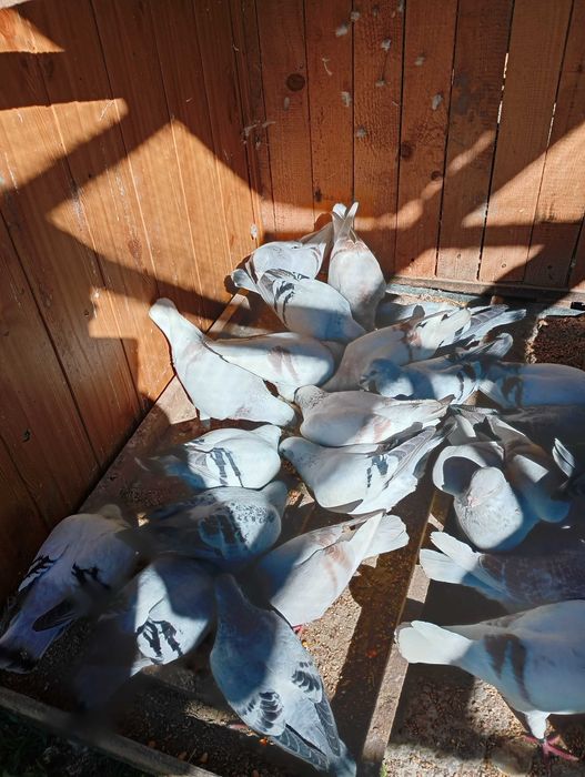 Sprzedam gołębie STANDARDY