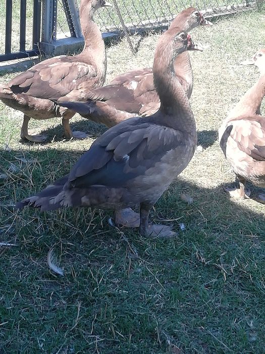 Kaczki piżmowe młode