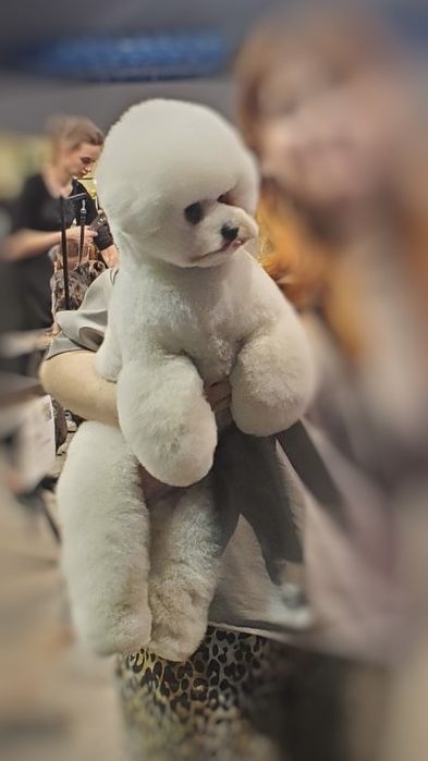 Елітні цуценята бішон фрізе (bichon frise).