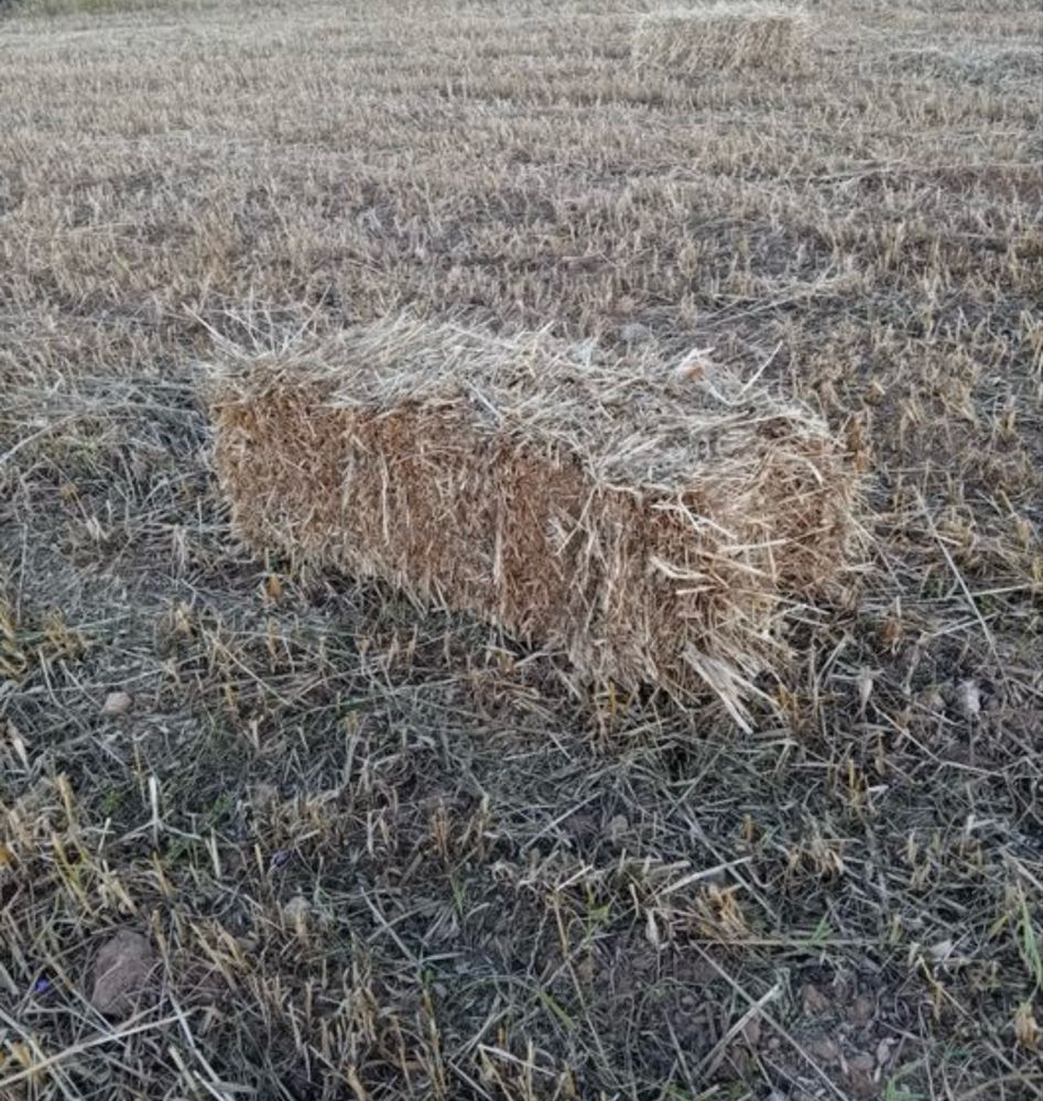 Fardos pequenos Feno Aveia, Azevém, Ervilhaca e Triticale