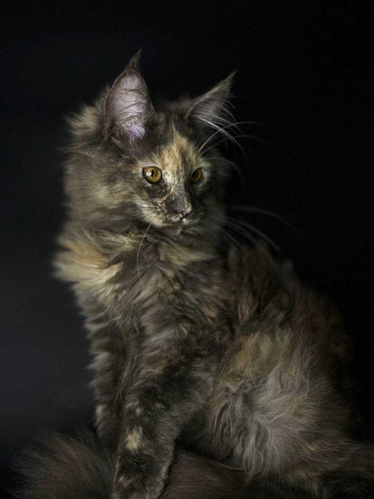 Кішечка мейн-кун зі всіма документами WCF та щепленнями Доставка