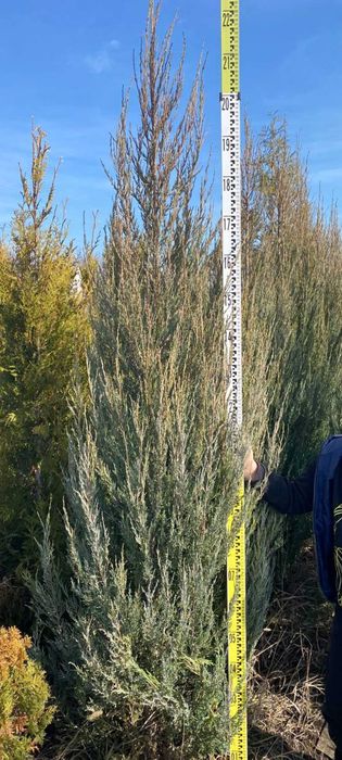 Блу Ерроу можжевельник ялівець Blue Arrow різні розміри в наявності