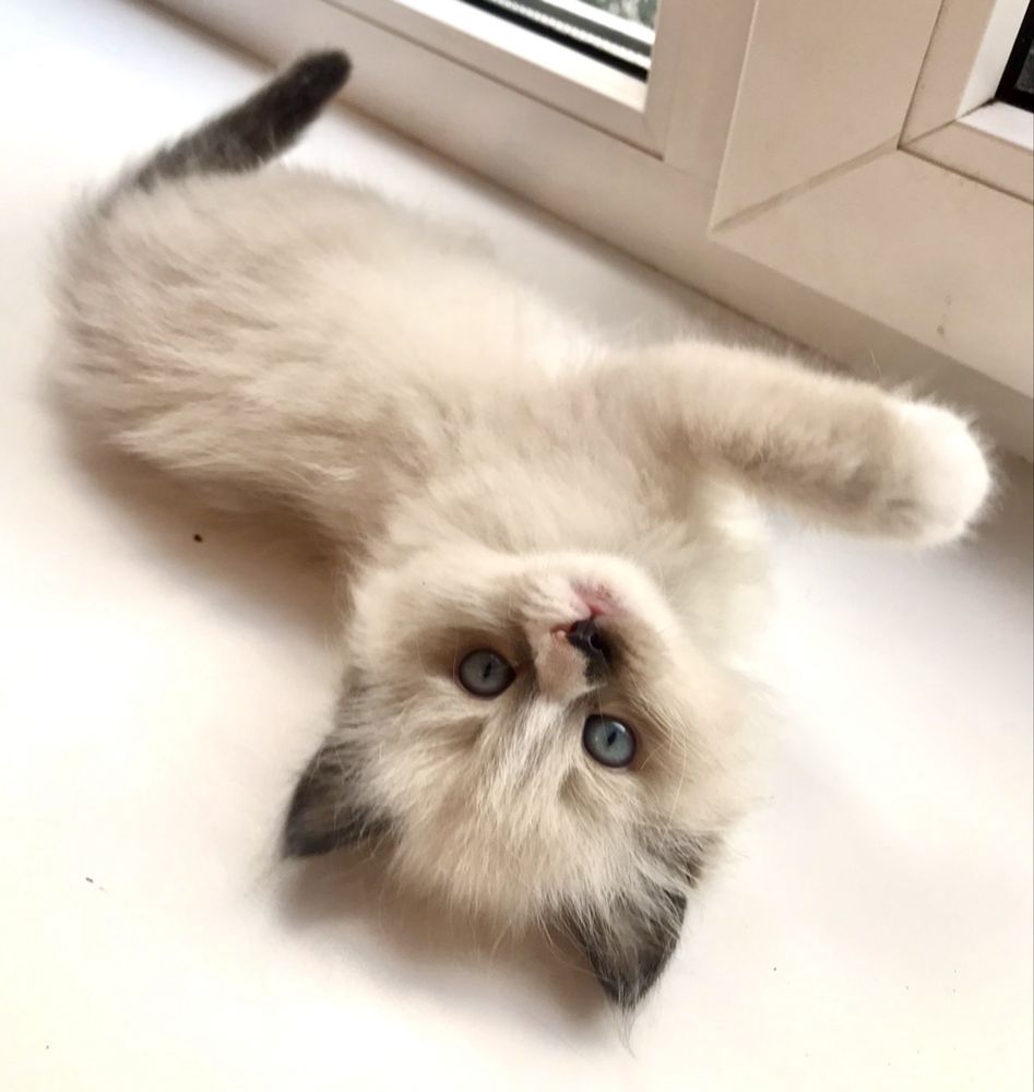 Котенок рэгдолл 2мес котята регдол кошечка  ragdoll окрас поинт кошеня