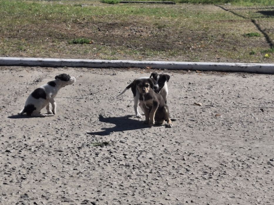 Цуцики та прецики, в гарні руки безкошовно