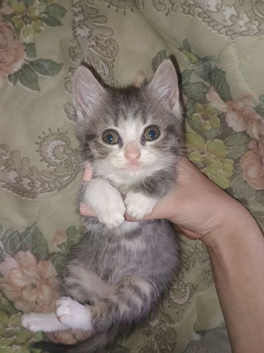 Віддам кішку в добрі руки