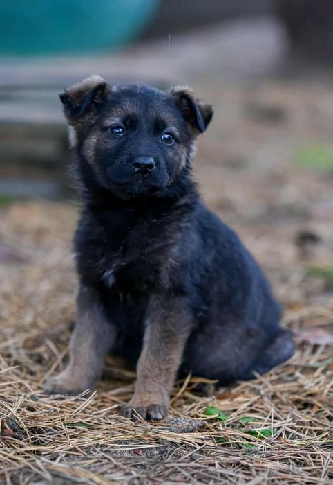 Cudowne szczenięta - Simba i Nala - oddam w dobre ręce