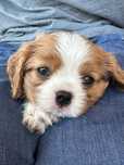 Szczenięta Cavalier King Charles Spaniel