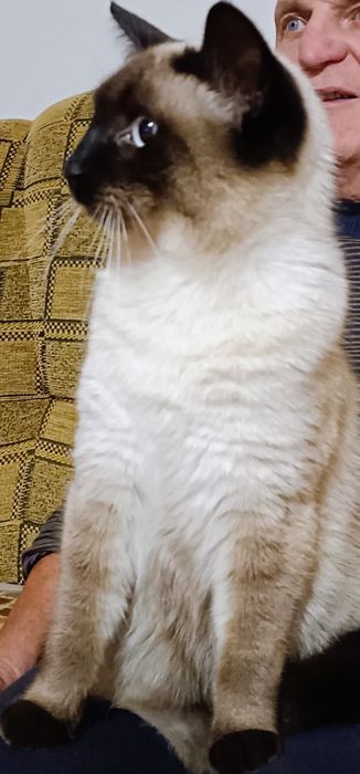 Kotka młoda syjamka