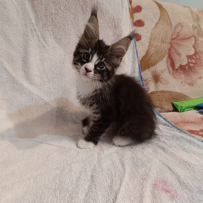 Wyjątkowy kocur Maine coon