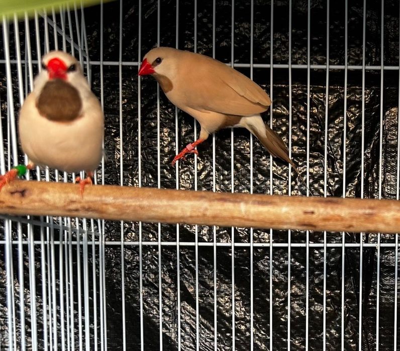 Diamantes babete casal