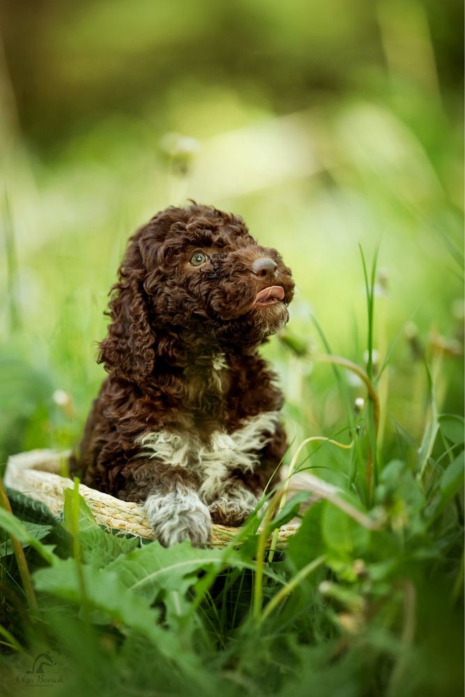 Lagotto Romagnolo