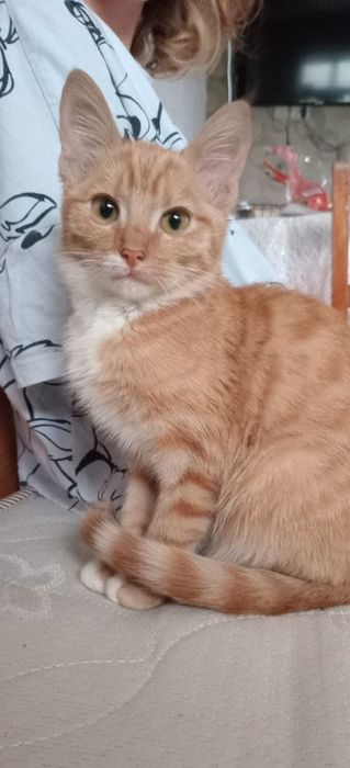 хлопчик безкоштовно