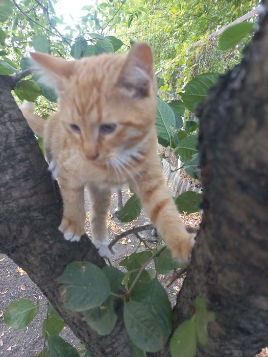 Рижулька  в найкращу сім'ю