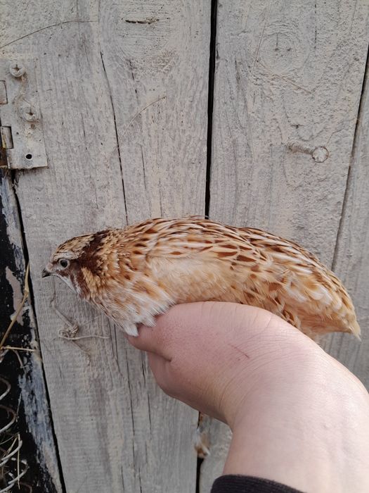 przepiórki japońskie