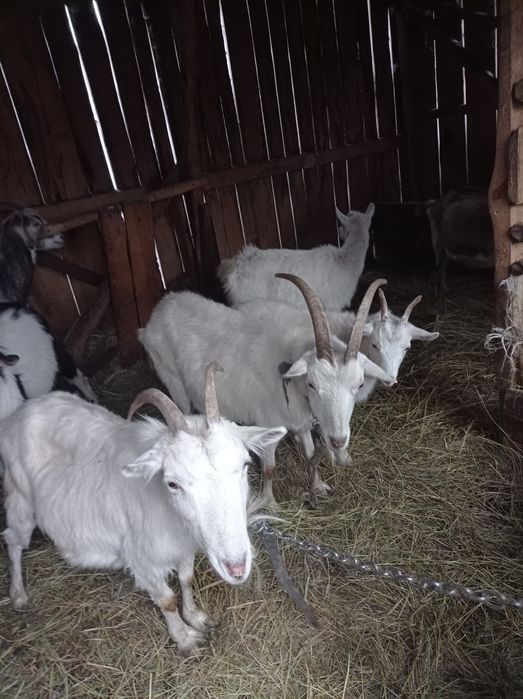 Продам кози різного віку спаровані на лютий березень