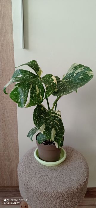 Monstera thai constalation
