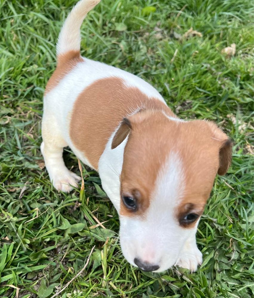 Sprzedam suczkę Jack Russell Terrier