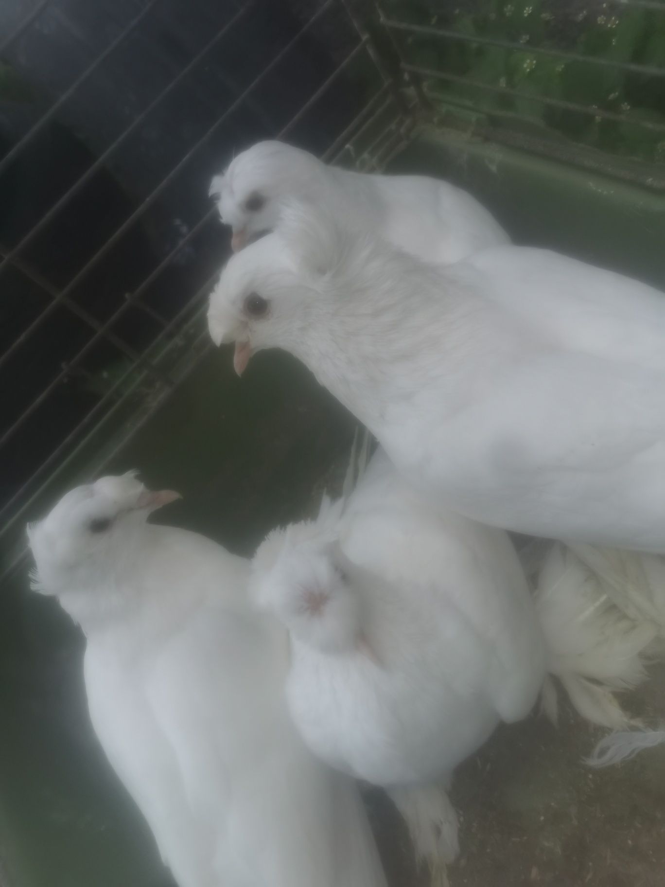 Sprzedam gołębie turkoty 3  sztuki MOŻLIWOŚĆ DOWOZU