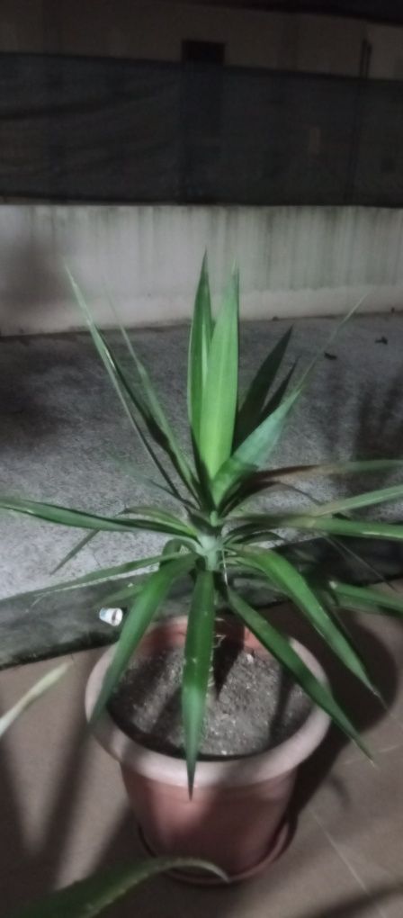 Palmeira   yucca