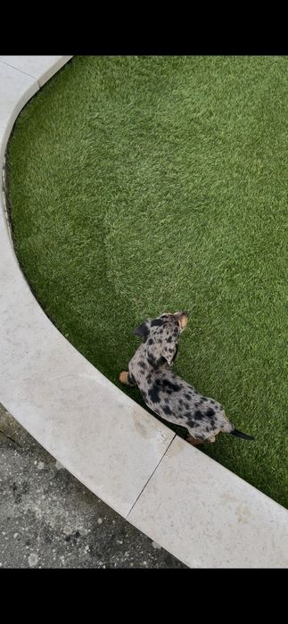 Teckel  fêmea miniatura ...