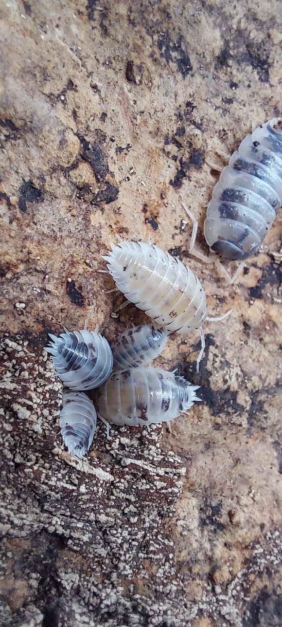 Isopody, Równonogi, ekipa sprzątająca Porcellio laevis Dairy Cow