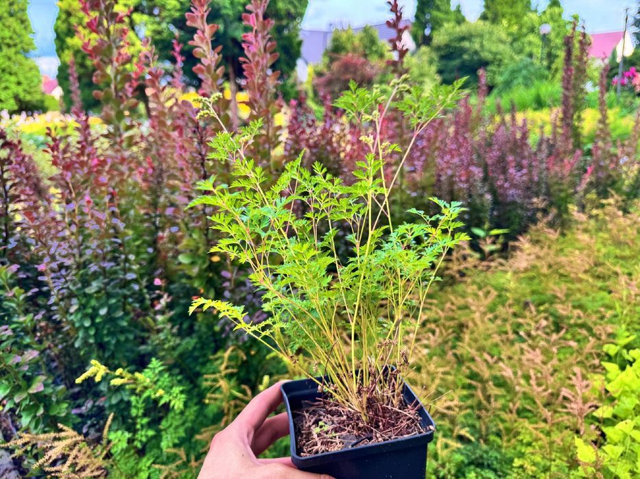 Parzydło blekolistne Miniaturka (Aruncus aethusifolius) Doniczka 1.0L