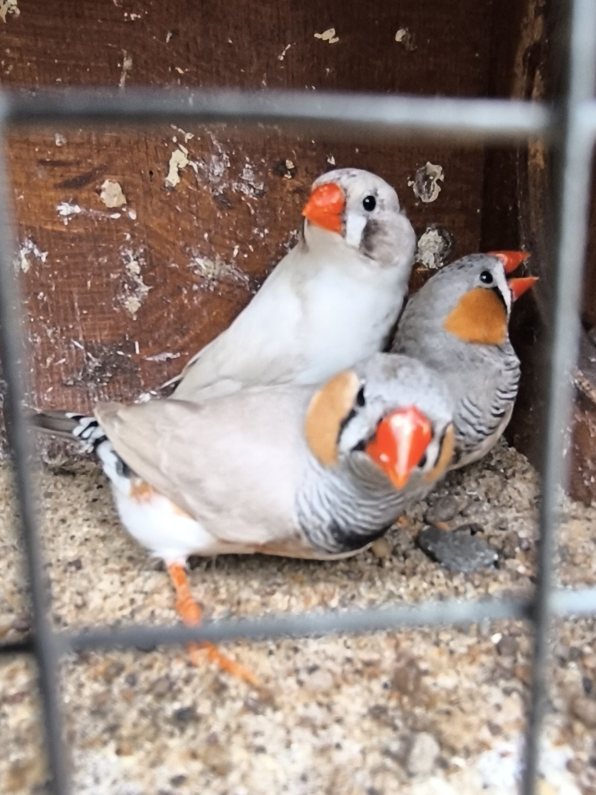Zeberka amadyna zebrowata