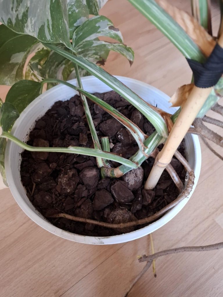 Monstera Variegata