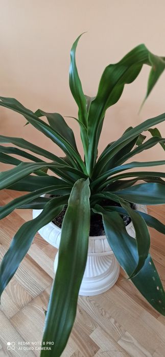 Кукурудза кімнатна