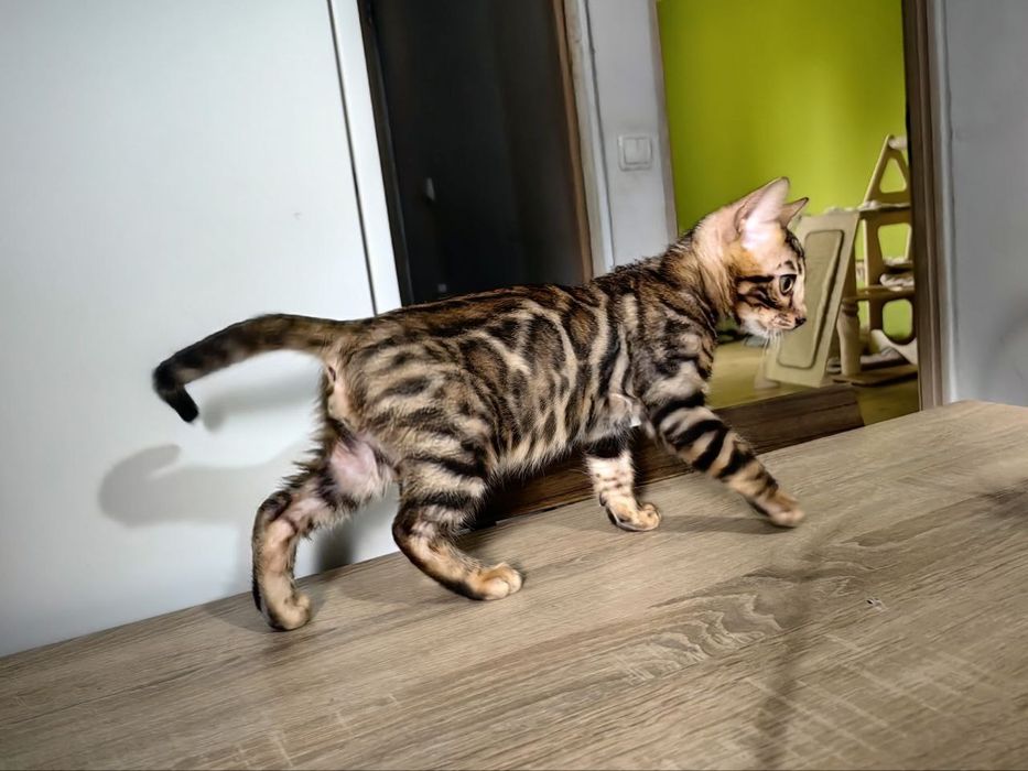 Kotek bengalski samiec
