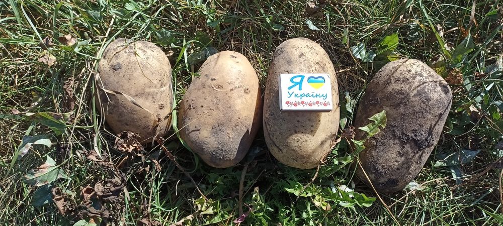 Картопля / картошка / картофель