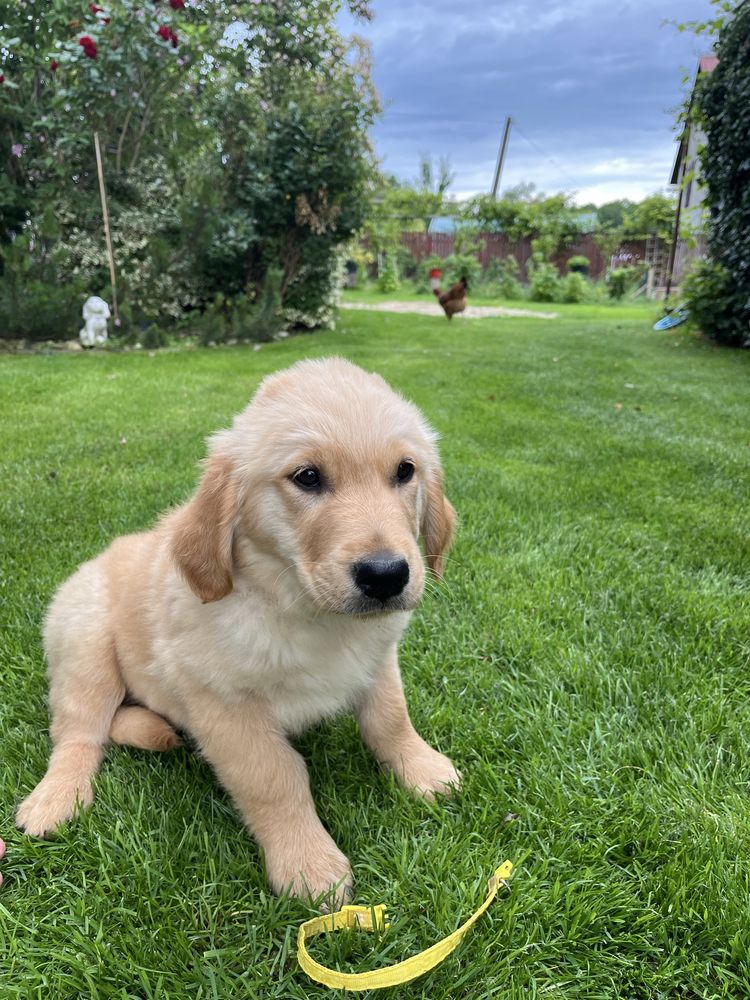 Golden Retriever