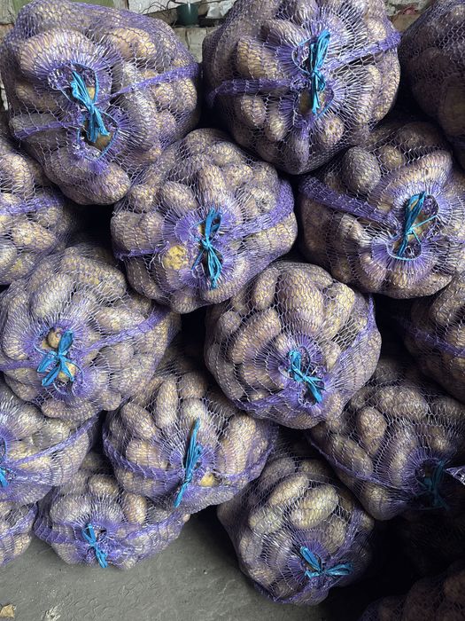 Картопля гранада белароса  мелоді опт