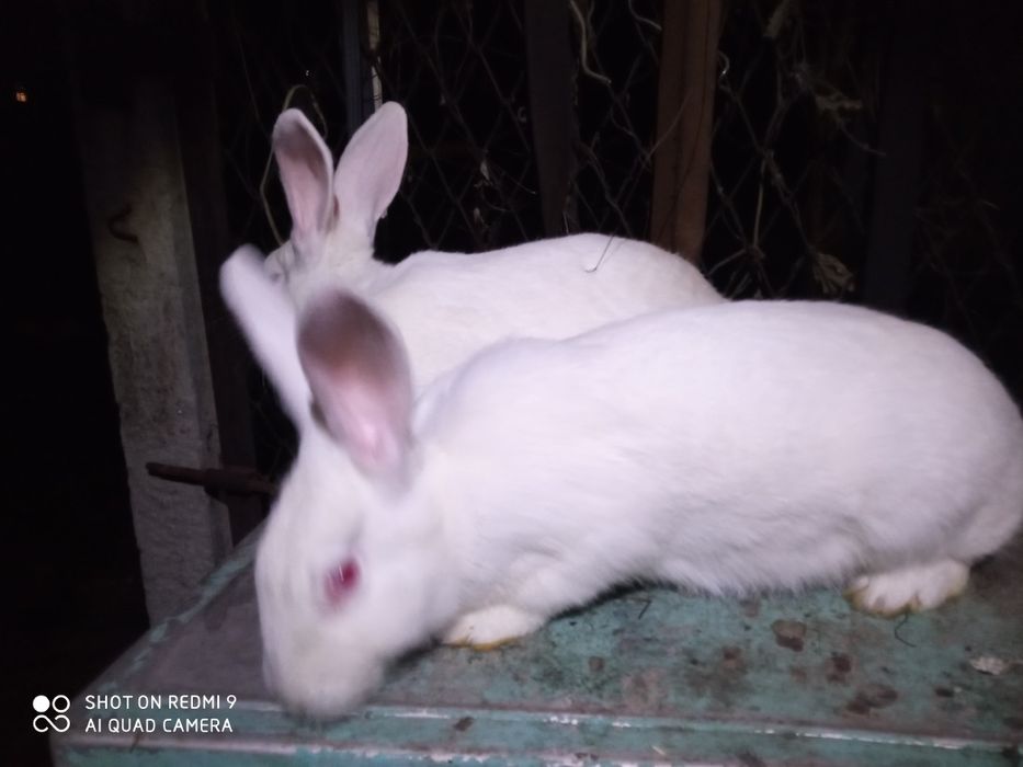 Продам кролики термонська біла