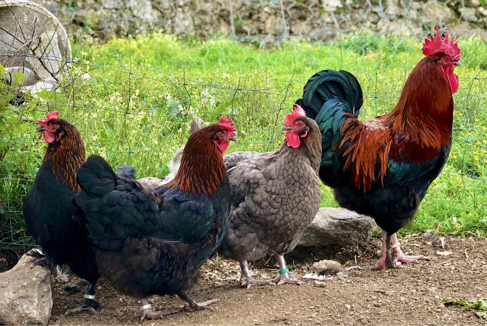 ( OVOS ) Marans Preto Cobre / Azul Cobre