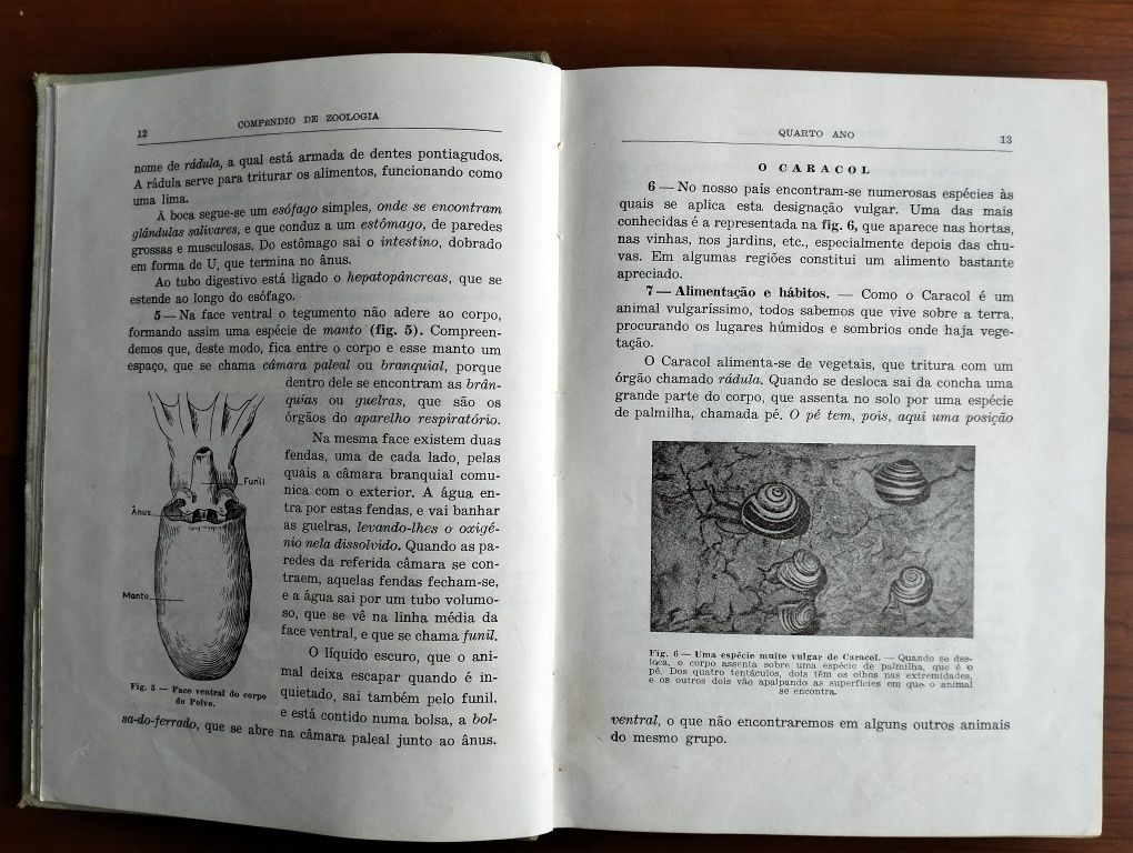 Compêndio de Zoologia - 1962