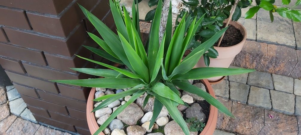 Oddam za darmo młode pędy Juki
