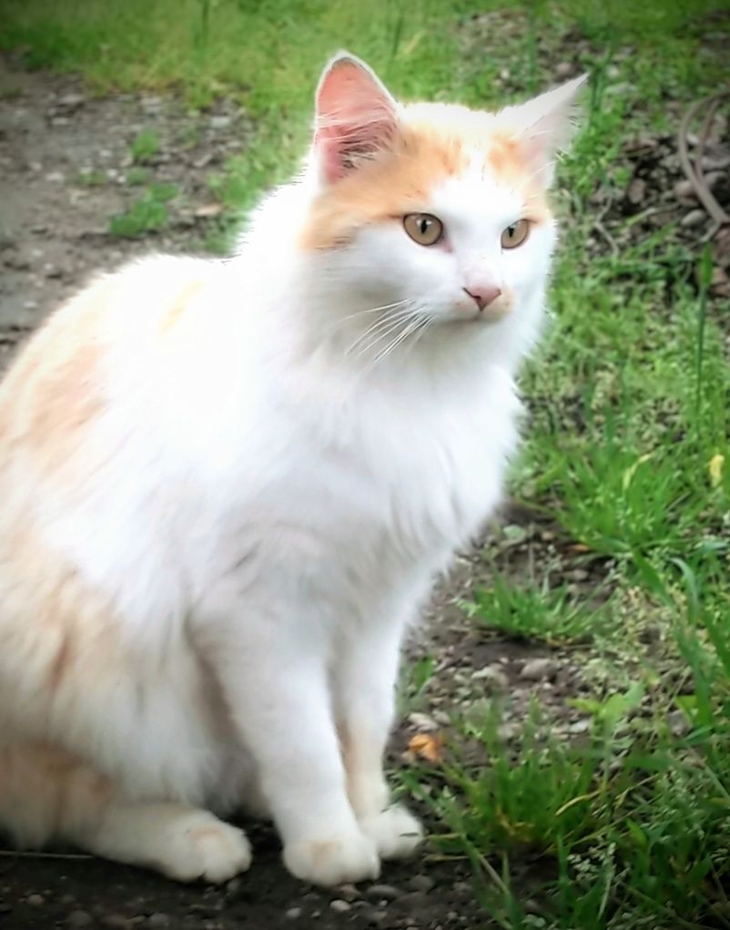 Котик Лукас шукає дім