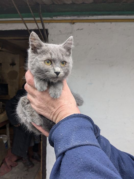 Кошенята метиси Меліса, Марта та М'ята шукають родини