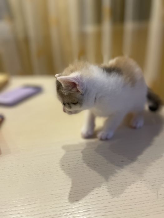 Віддаємо кошенят в добрі руки