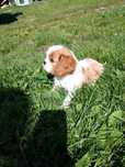 Cavalier King Charles Spaniel piesek