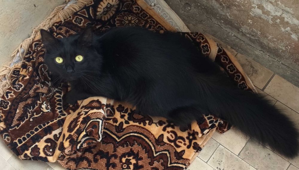 Віддам котика в добрі руки