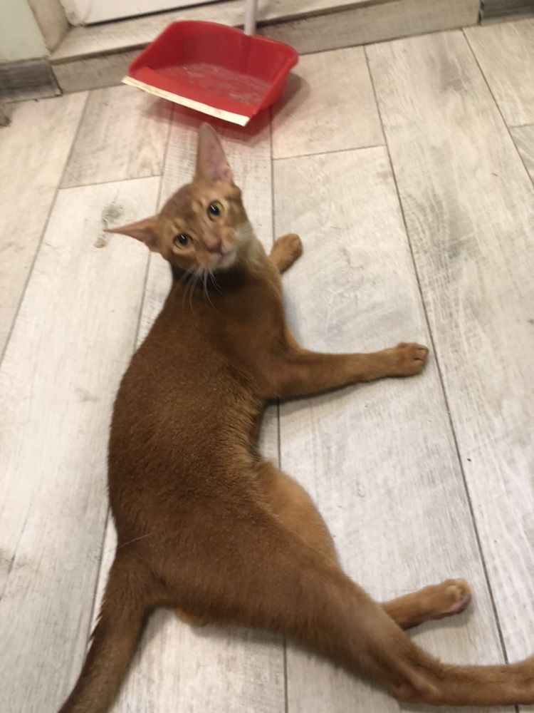 Абиссинские котята