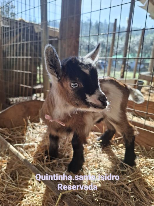 Cabras Micro Anãs - Mini Cabras (30 a 45cm)