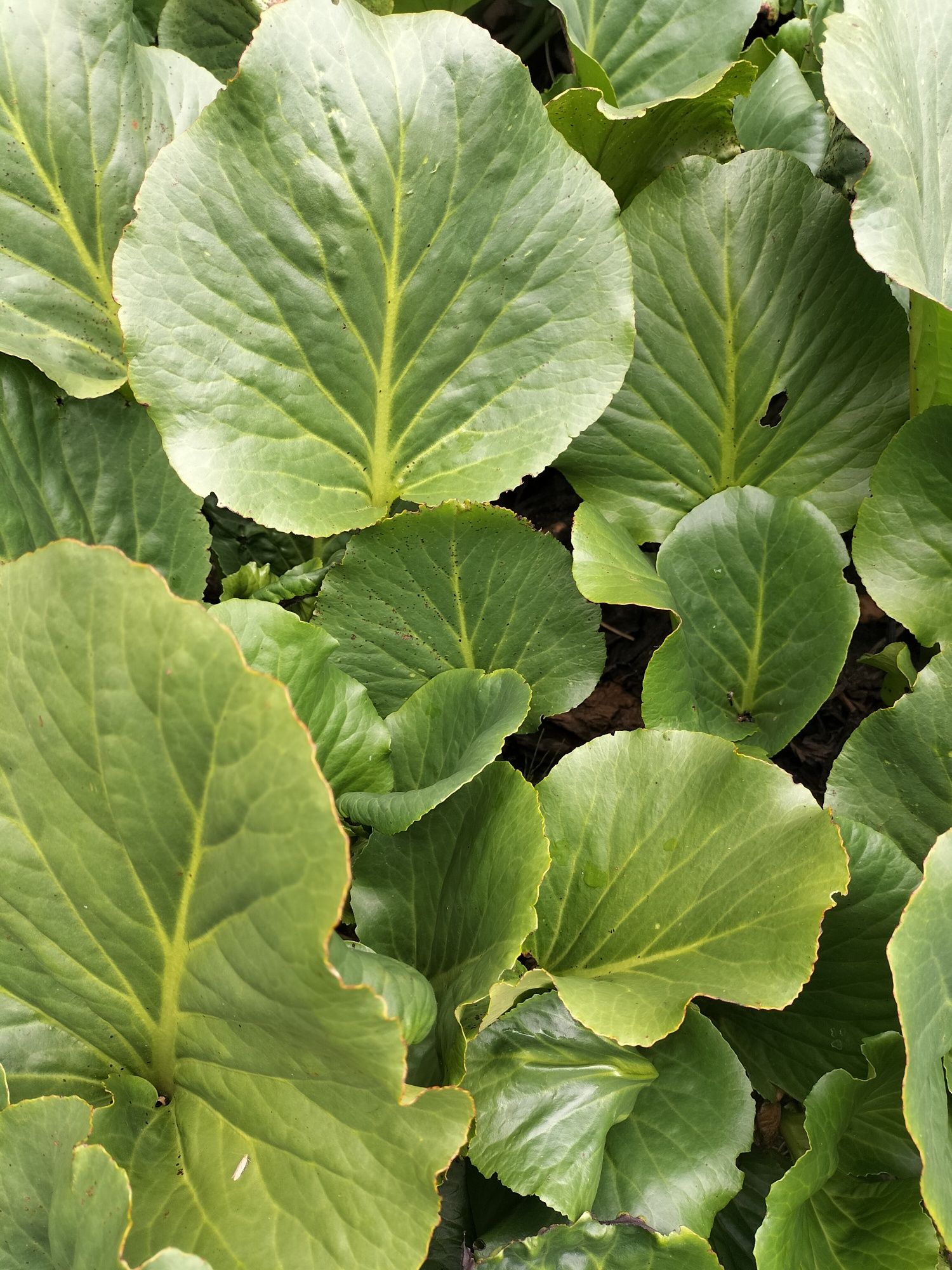 Bergenia sercowata, różowa,sadzonki. Wysyłka