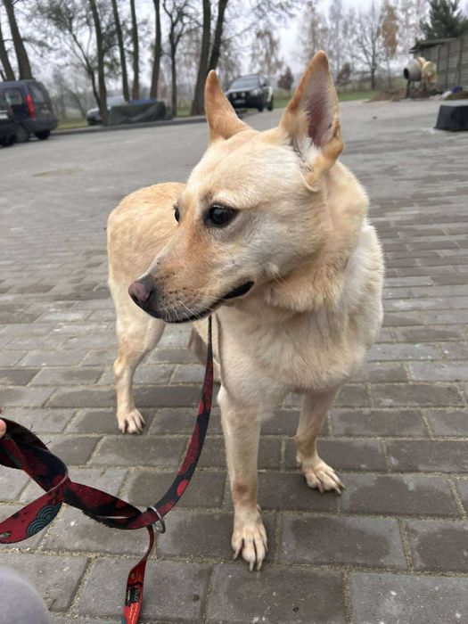 pies do adopcji w typie labka