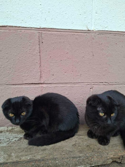 Коти  висловухі, чорні